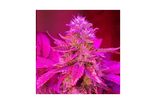 Monster Bud Kush (Zamnesia Seeds) feminized Monster Bud Kush (Zamnesia Seeds) feminized
