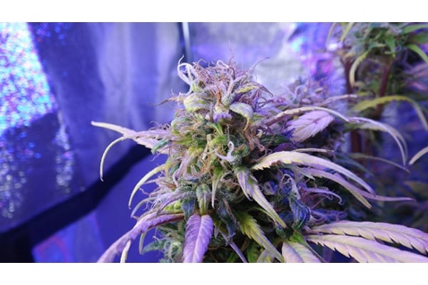 Monster Bud Kush (Zamnesia Seeds) feminized Monster Bud Kush (Zamnesia Seeds) feminized