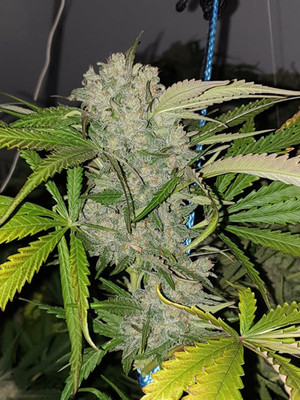 Monster Bud Kush (Zamnesia Seeds) feminized Monster Bud Kush (Zamnesia Seeds) feminized