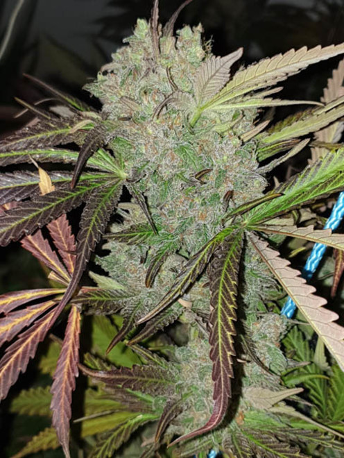 Monster Bud Kush (Zamnesia Seeds) feminized Monster Bud Kush (Zamnesia Seeds) feminized