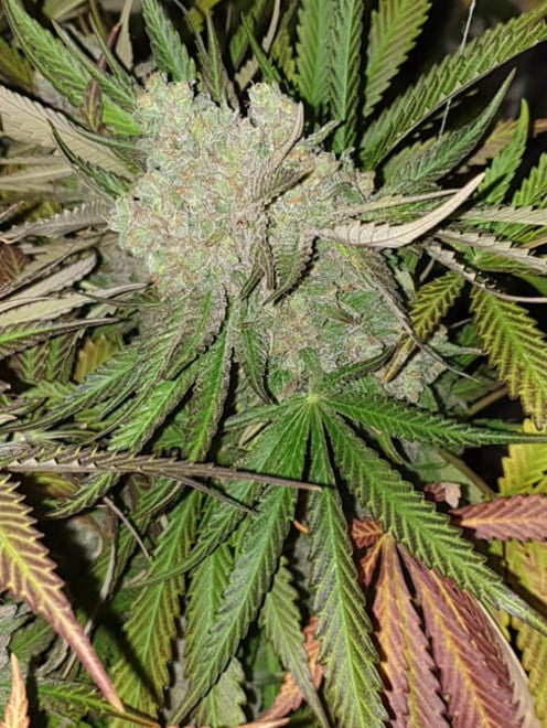 Monster Bud Kush (Zamnesia Seeds) feminized Monster Bud Kush (Zamnesia Seeds) feminized