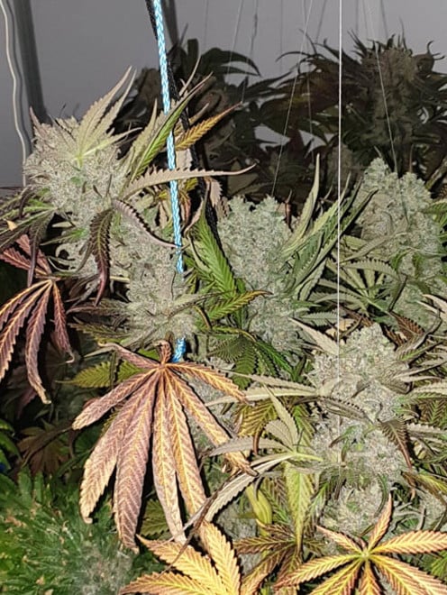 Monster Bud Kush (Zamnesia Seeds) feminized Monster Bud Kush (Zamnesia Seeds) feminized