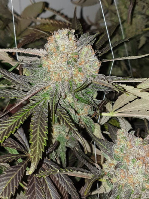 Monster Bud Kush (Zamnesia Seeds) feminized Monster Bud Kush (Zamnesia Seeds) feminized