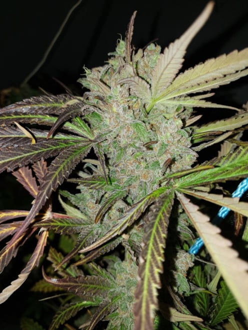 Monster Bud Kush (Zamnesia Seeds) feminized Monster Bud Kush (Zamnesia Seeds) feminized
