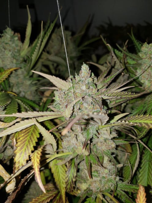Monster Bud Kush (Zamnesia Seeds) feminized Monster Bud Kush (Zamnesia Seeds) feminized