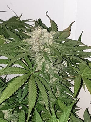 Quick Caramel XL (Zamnesia Seeds) feminized Quick Caramel XL (Zamnesia Seeds) feminized