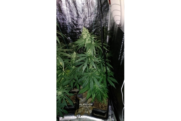 Sour Diesel (Zamnesia Seeds) feminized Sour Diesel (Zamnesia Seeds) feminized