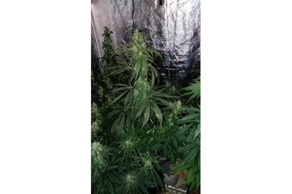 Sour Diesel (Zamnesia Seeds) feminized Sour Diesel (Zamnesia Seeds) feminized