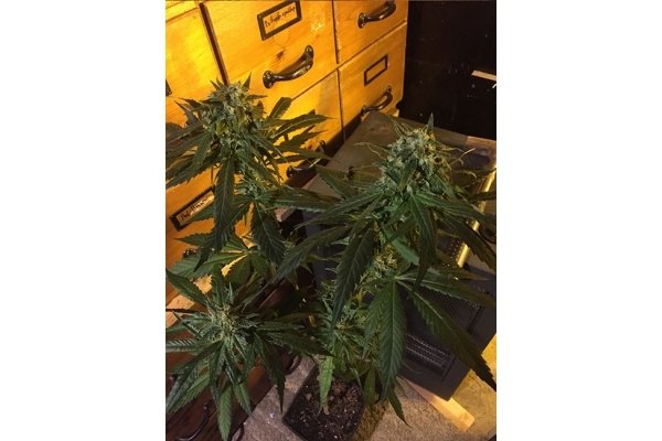 Sour Diesel (Zamnesia Seeds) feminized Sour Diesel (Zamnesia Seeds) feminized