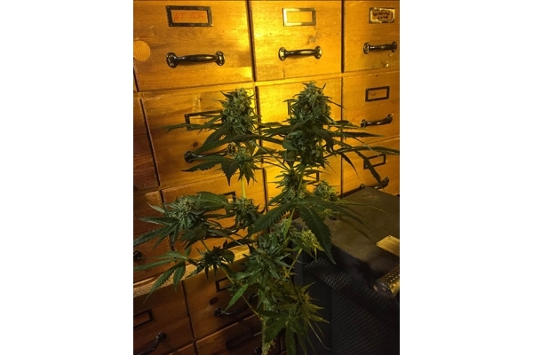 Sour Diesel (Zamnesia Seeds) feminized Sour Diesel (Zamnesia Seeds) feminized