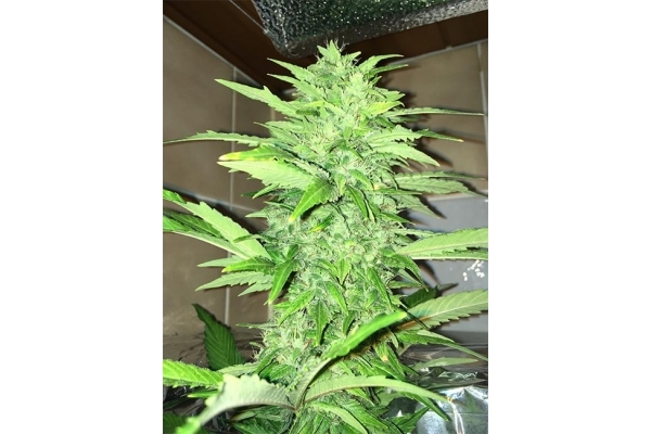 Sour Diesel (Zamnesia Seeds) feminized Sour Diesel (Zamnesia Seeds) feminized
