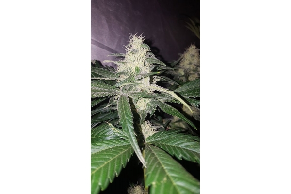 Choco Haze (Zamnesia Seeds) feminized Choco Haze (Zamnesia Seeds) feminized