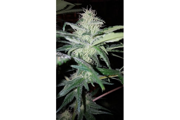 Choco Haze (Zamnesia Seeds) feminized Choco Haze (Zamnesia Seeds) feminized