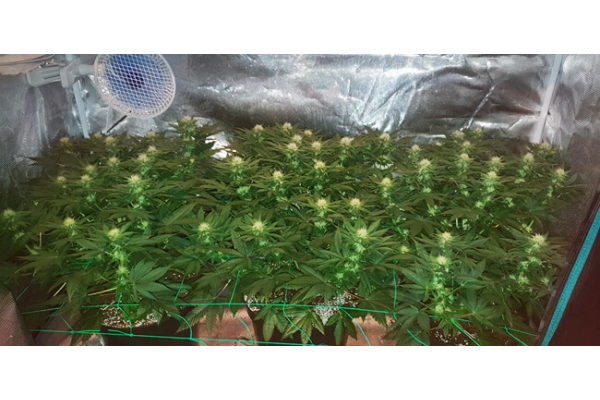 Choco Haze (Zamnesia Seeds) feminized Choco Haze (Zamnesia Seeds) feminized