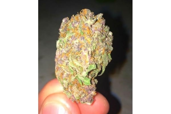 Blueberry Automatic (Zamnesia Seeds) feminized