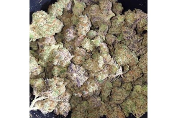 Blueberry Automatic (Zamnesia Seeds) feminized