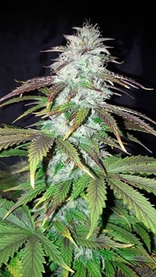 Blueberry Automatic (Zamnesia Seeds) feminized