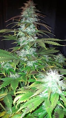 Blueberry Automatic (Zamnesia Seeds) feminized