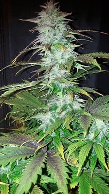 Blueberry Automatic (Zamnesia Seeds) feminized