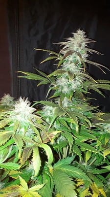 Blueberry Automatic (Zamnesia Seeds) feminized