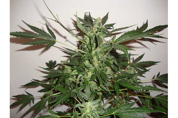 Critical Automatic (Zamnesia Seeds) feminized Critical Automatic (Zamnesia Seeds) feminized