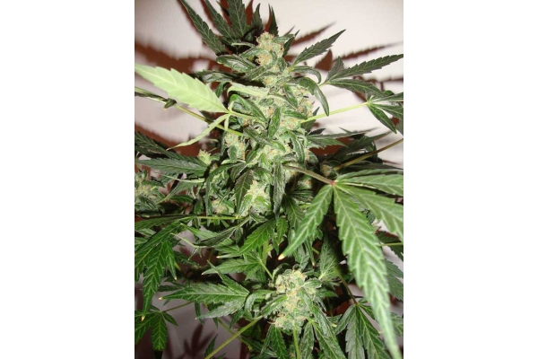 Critical Automatic (Zamnesia Seeds) feminized Critical Automatic (Zamnesia Seeds) feminized