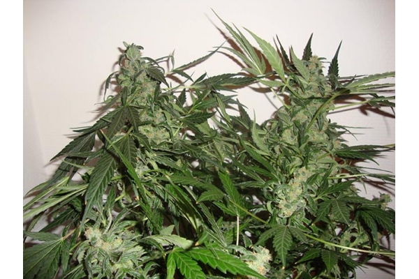 Critical Automatic (Zamnesia Seeds) feminized Critical Automatic (Zamnesia Seeds) feminized