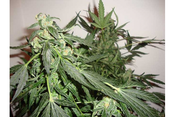 Critical Automatic (Zamnesia Seeds) feminized Critical Automatic (Zamnesia Seeds) feminized
