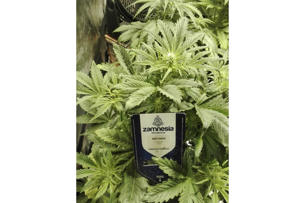 White Widow Automatic (Zamnesia Seeds) feminized