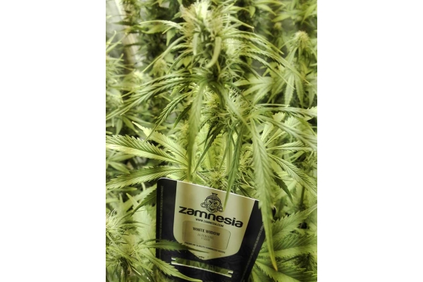 White Widow Automatic (Zamnesia Seeds) feminized