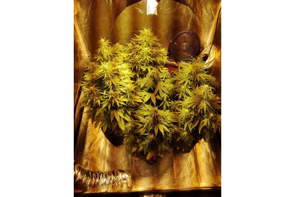 White Widow Automatic (Zamnesia Seeds) feminized