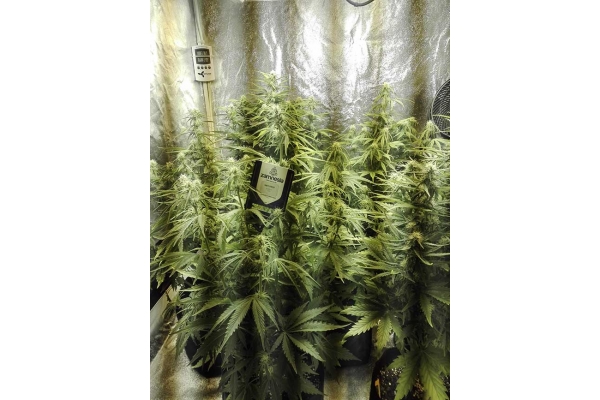 White Widow Automatic (Zamnesia Seeds) feminized