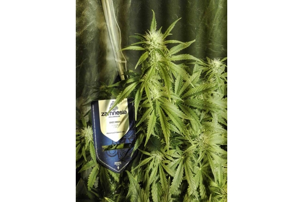 White Widow Automatic (Zamnesia Seeds) feminized