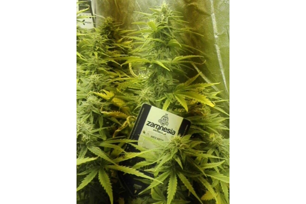White Widow Automatic (Zamnesia Seeds) feminized