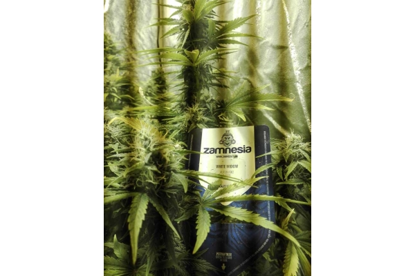 White Widow Automatic (Zamnesia Seeds) feminized