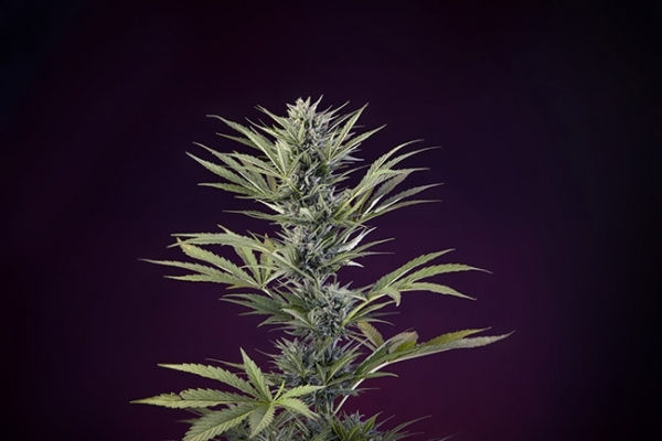 Sticky Beast Automatic (Zamnesia Seeds) feminized