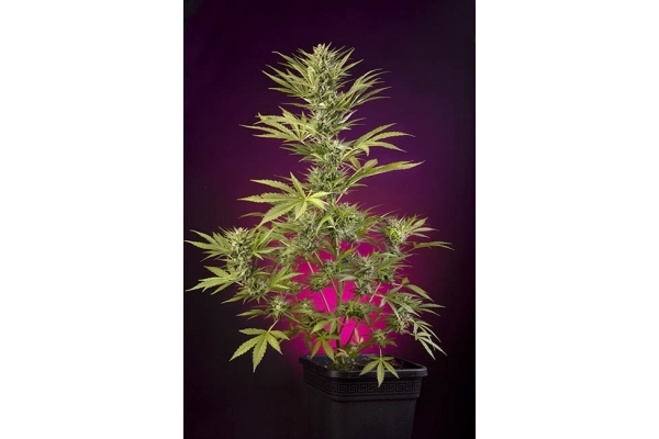 Sticky Beast Automatic (Zamnesia Seeds) feminized