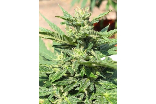 Sticky Beast Automatic (Zamnesia Seeds) feminized