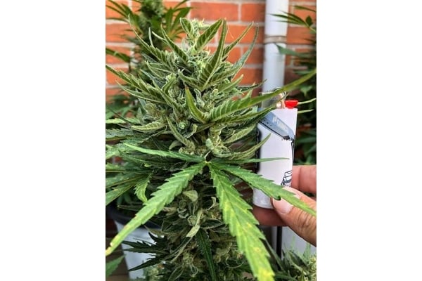 Sticky Beast Automatic (Zamnesia Seeds) feminized