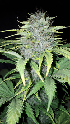 Sticky Beast Automatic (Zamnesia Seeds) feminized