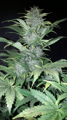Sticky Beast Automatic (Zamnesia Seeds) feminized