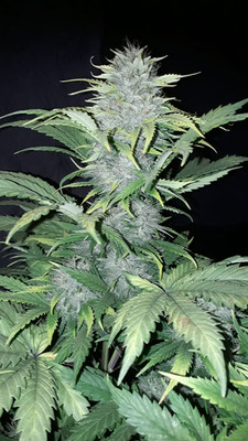 Sticky Beast Automatic (Zamnesia Seeds) feminized