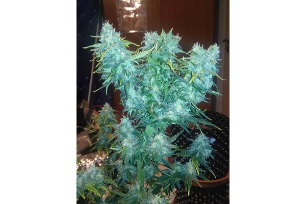 Diesel Automatic (Zamnesia Seeds) feminized Diesel Automatic (Zamnesia Seeds) feminized
