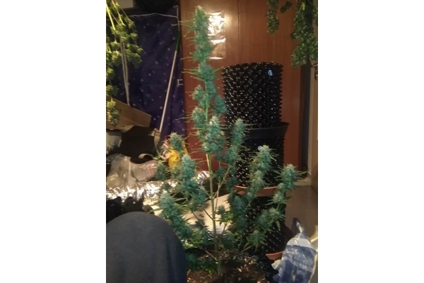 Diesel Automatic (Zamnesia Seeds) feminized Diesel Automatic (Zamnesia Seeds) feminized