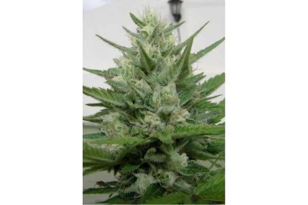 Crystal M.E.T.H. (Dr. Underground) feminized