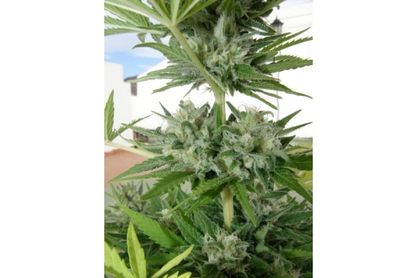 Melon Gum (Dr. Underground) feminized