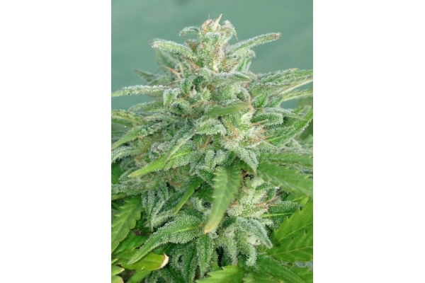 Brooklyn Mango (Dr. Underground) feminized Brooklyn Mango (Dr. Underground) feminized
