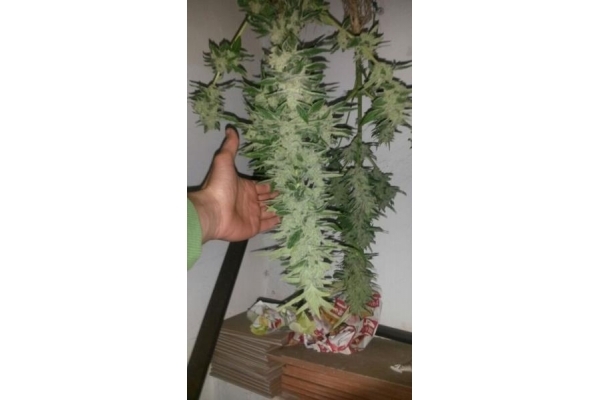 Auto Melon Gum (Dr. Underground) feminized