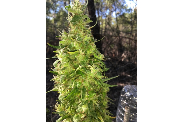 OG Kush (Silent Seeds) feminized OG Kush (Silent Seeds) feminized