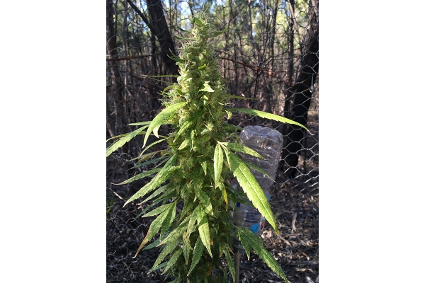 OG Kush (Silent Seeds) feminized OG Kush (Silent Seeds) feminized